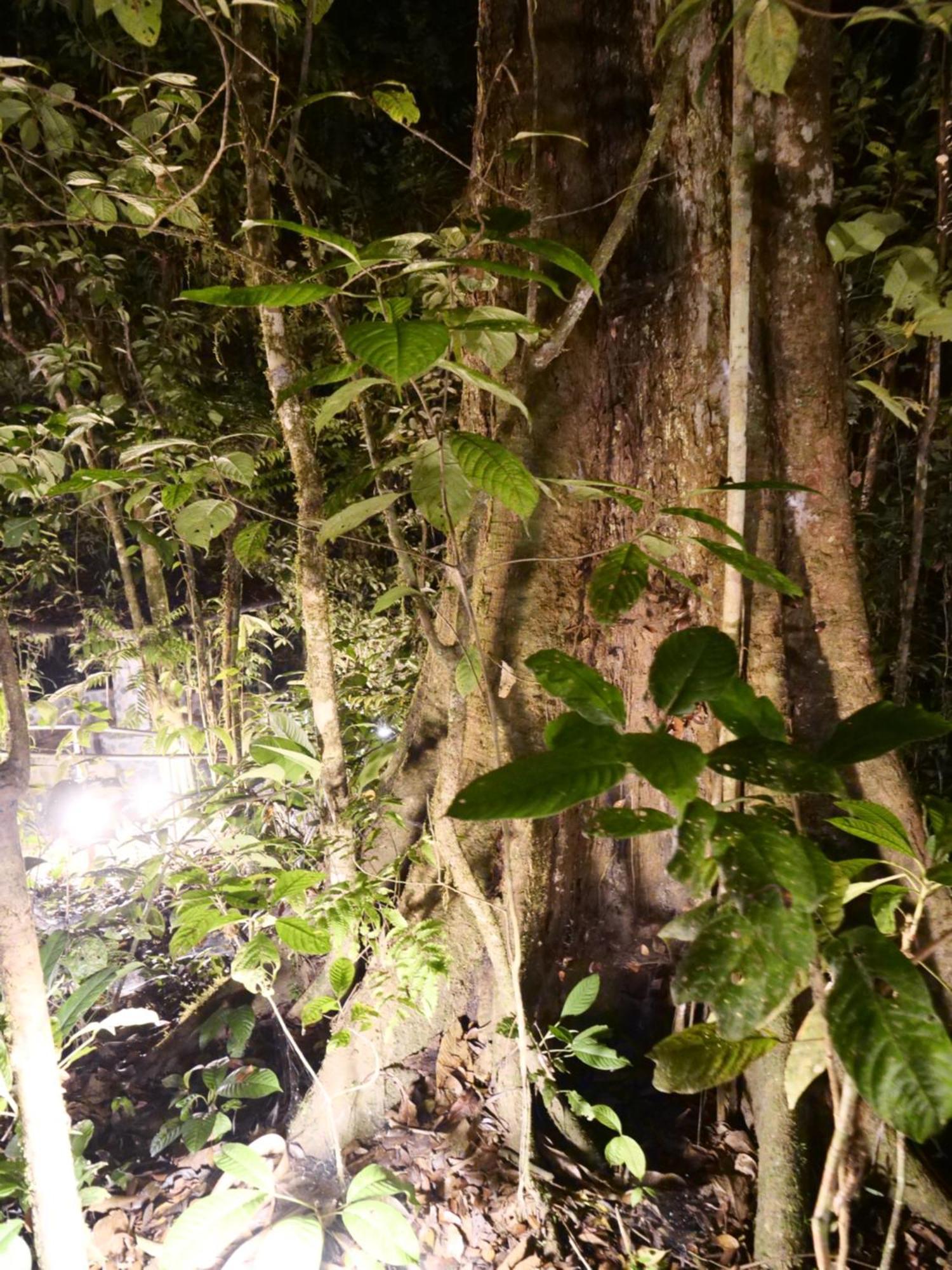 Arahuana Jungle Resort & Spa Тена Екстер'єр фото